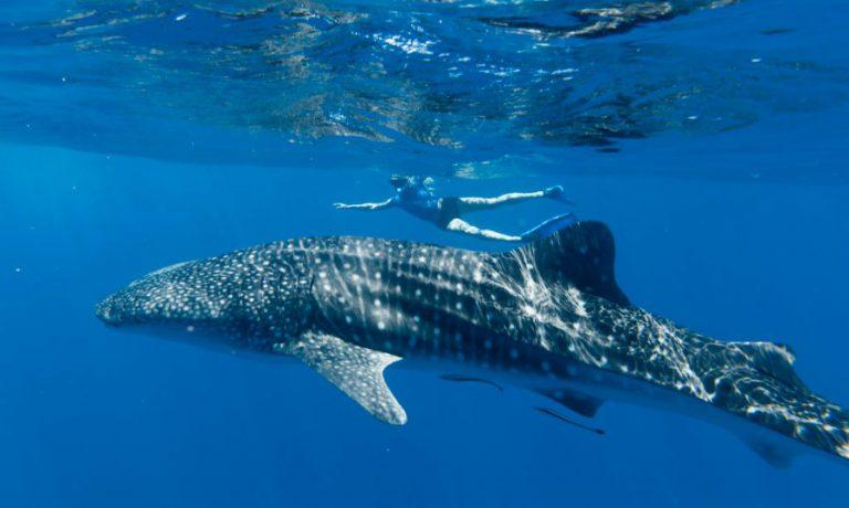 Nadar con el tiburón ballena, ¿dónde vivir esa experiencia?