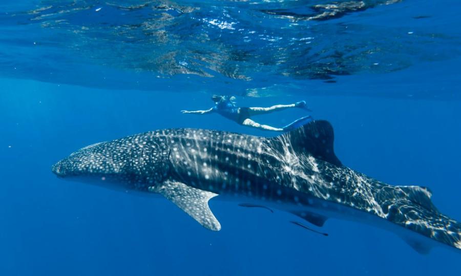 tiburón ballena