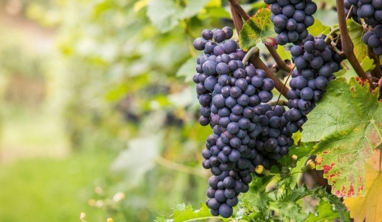 11 uvas para hacer vino tinto y sus maridajes