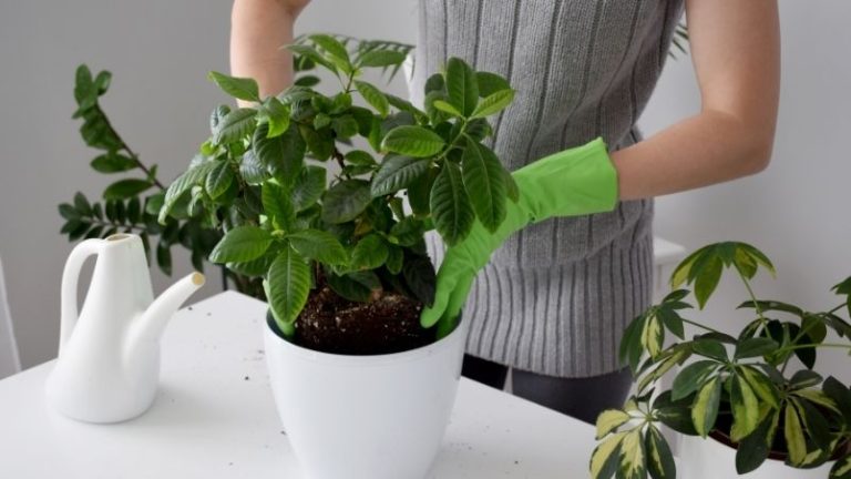 6 plantas fáciles de cuidar en interiores