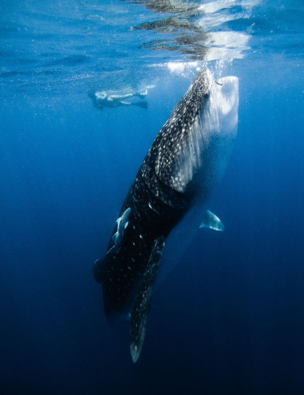 nado con tiburón ballena 