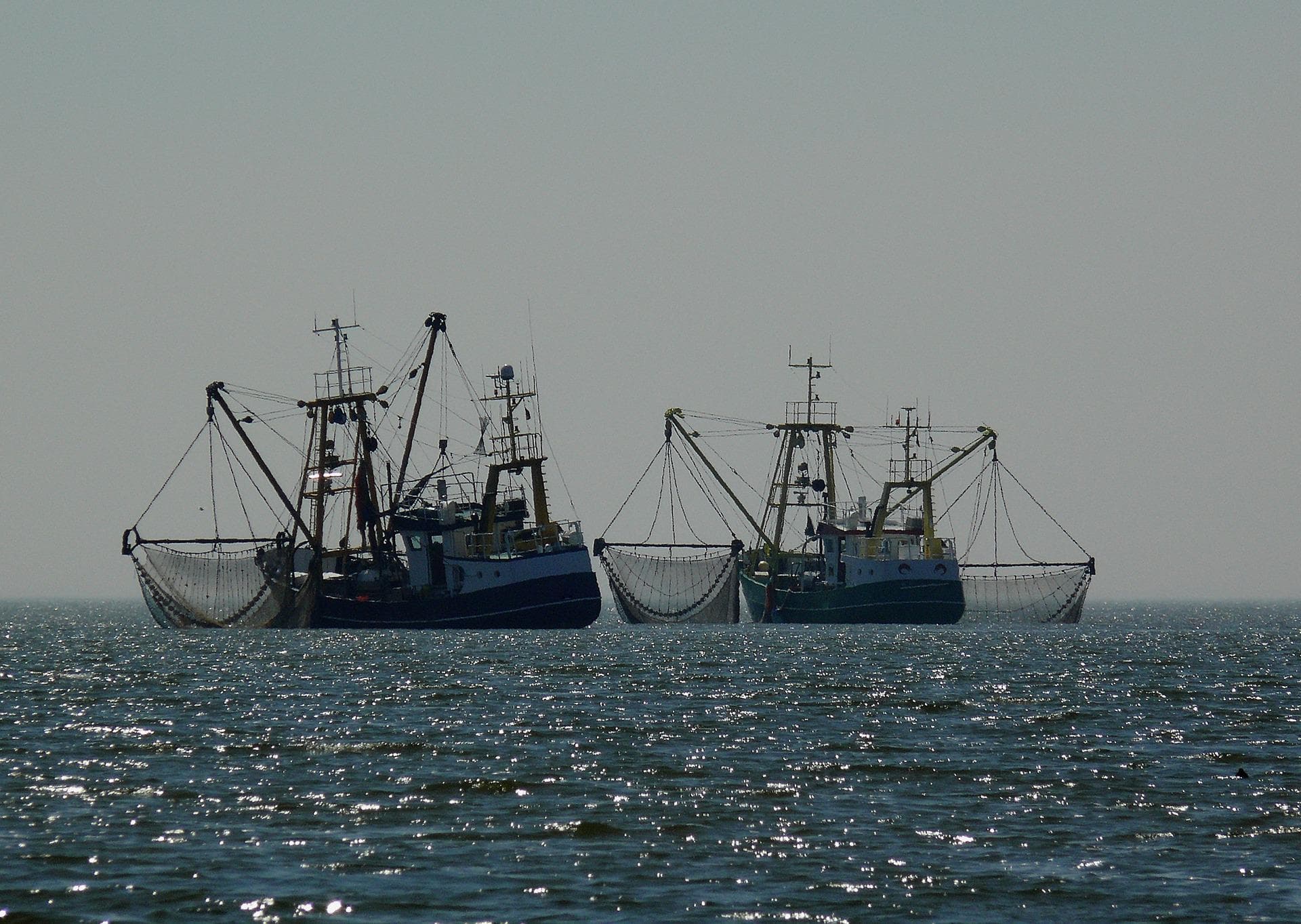 Pesca ilegal en México: qué es y por qué importa