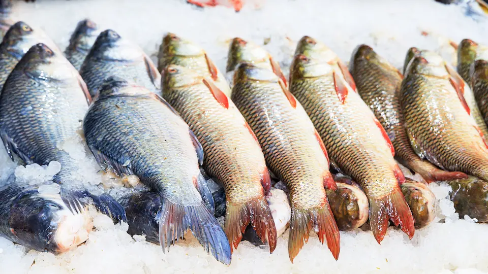 Cómo elegir el mejor pescado para cocinar en casa