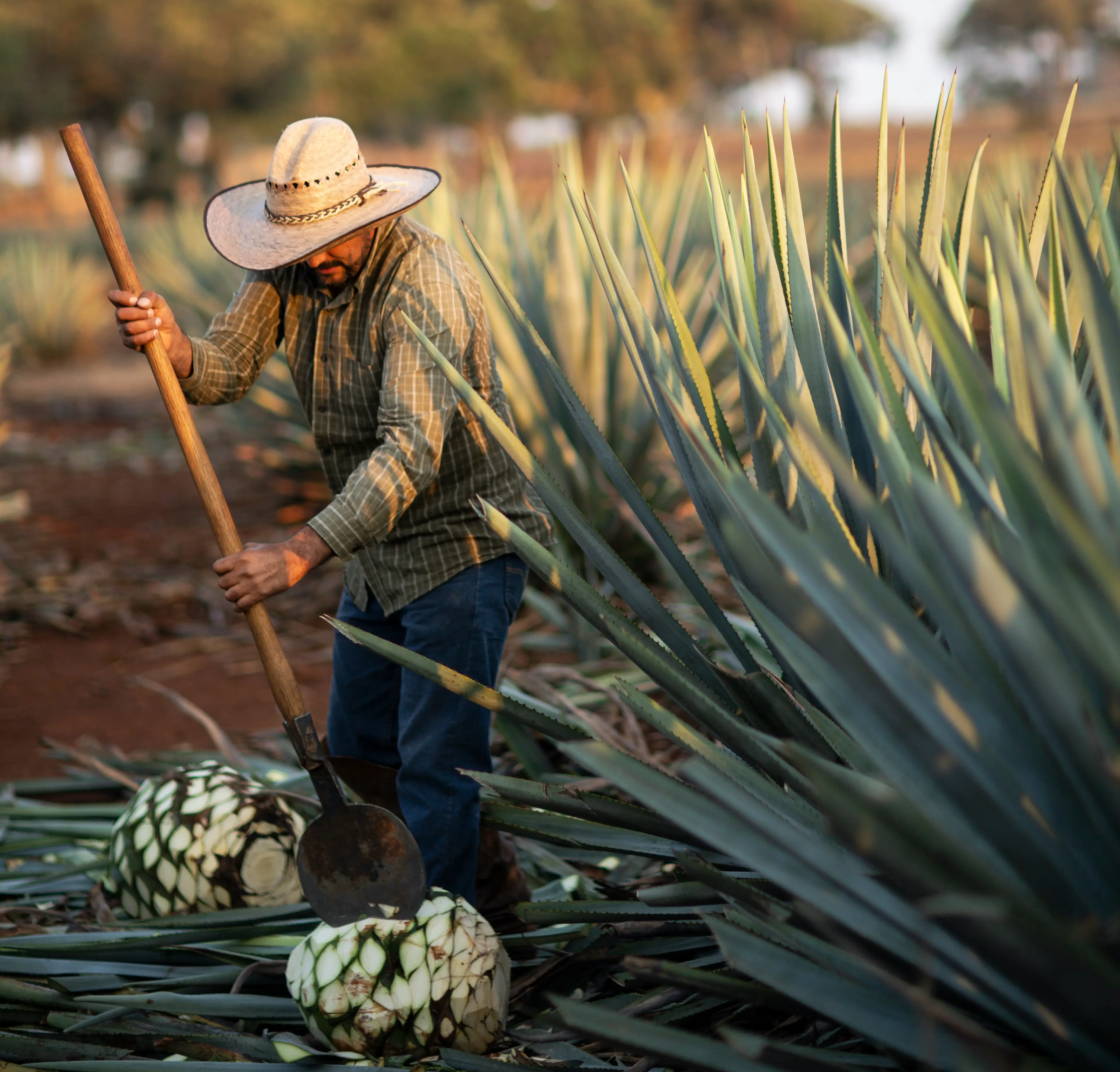 Los 18 productos mexicanos con denominación de origen